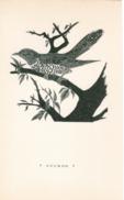 Birds Cuckoo Birds Cuckoo