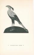 Birds Secretary Bird Birds Secretary Bird