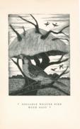 Birds Sociable Weaver Birds Sociable Weaver