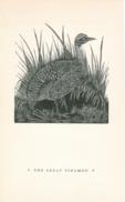Birds The Great Tinamou Birds The Great Tinamou