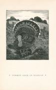 Birds Turkey Birds Turkey