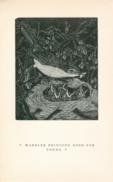 Birds Warbler Birds Warbler