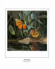 Butterfly Monarch Butterfly Monarch