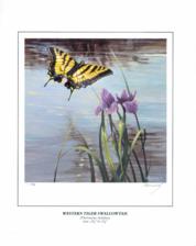 Butterfly Western Tiger Swallowtail Butterfly Western Tiger Swallowtail