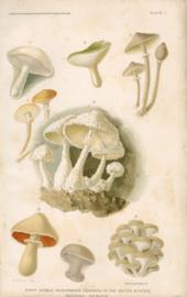 Eight Edible mushrooms Common To The United States