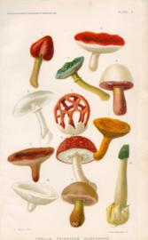 Twelve Poisonous Mushrooms Twelve Poisonous Mushrooms