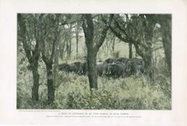 A Herd Of Elephant In An Open Forest Of High Timber