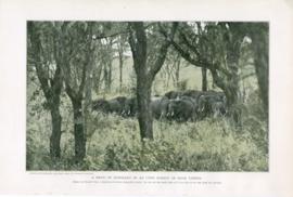 A Herd Of Elephant In An Open Forest Of High Timber A Herd Of Elephant In An Open Forest Of High Timber