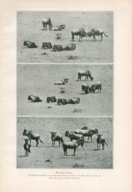 Wildebeest At Home Wildebeest At Home
