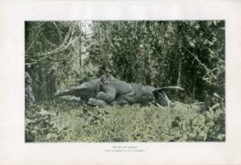 The First Bull Elephant
