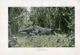 The First Bull Elephant The First Bull Elephant
